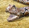 Jogo · Python Snake Simulator